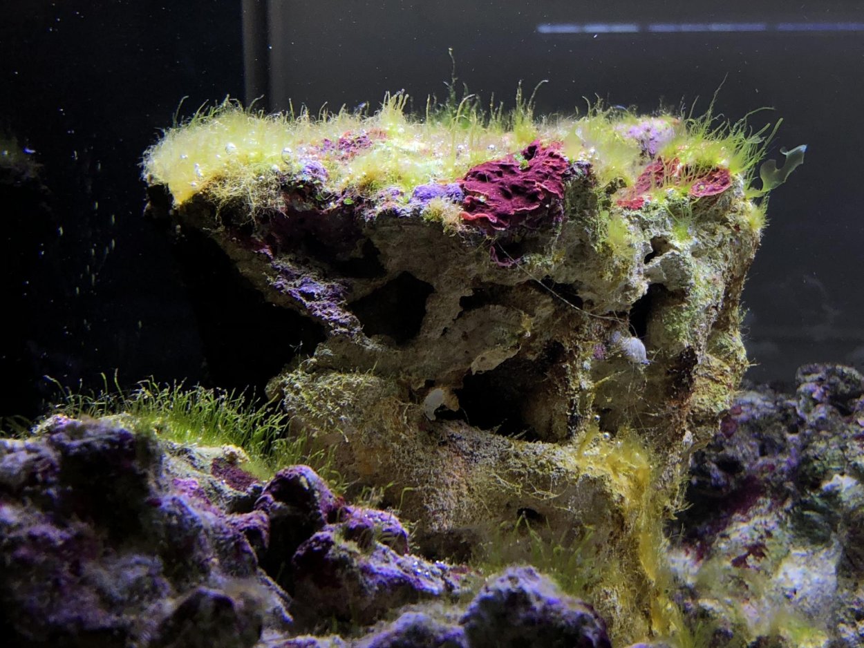 Динофлагелляты в морском аквариуме