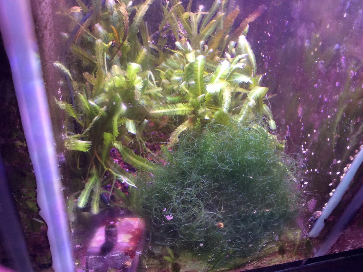 Хетаморфа в морском аквариуме