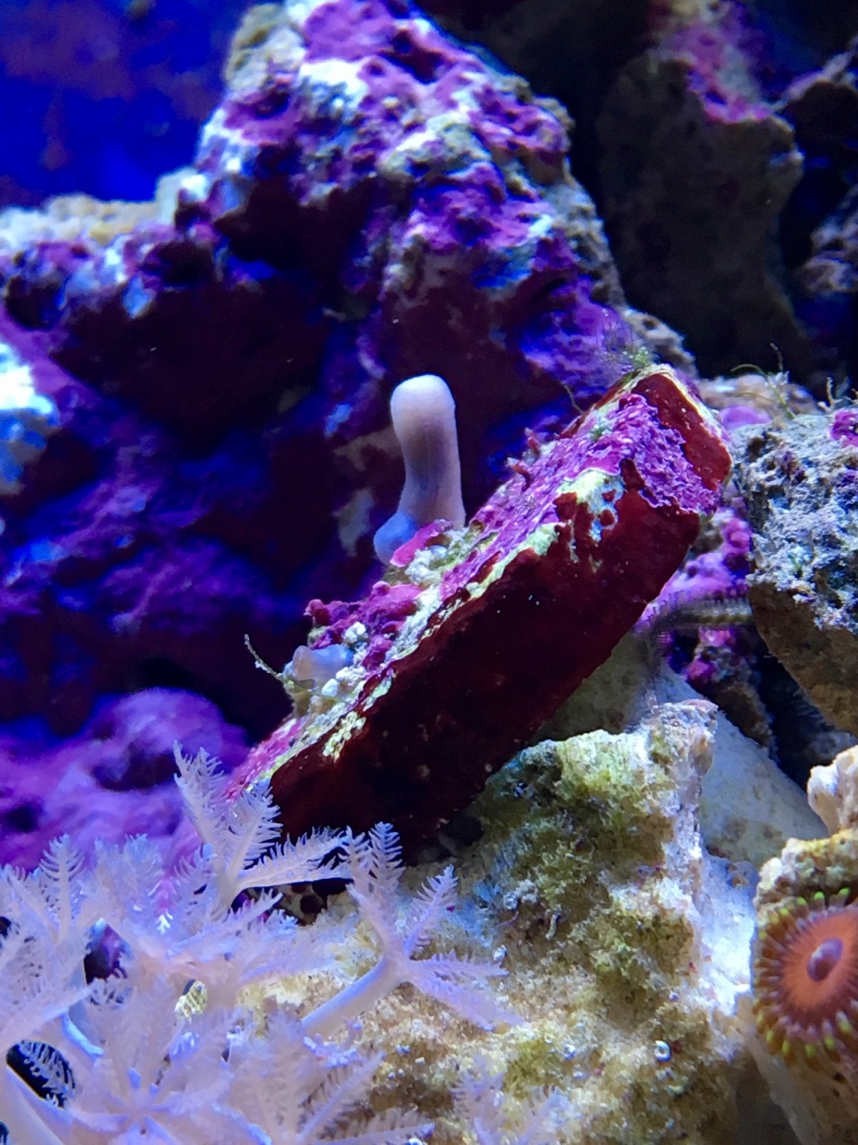 Коралловый полип Зоантарии