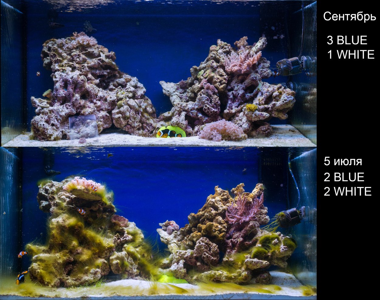 Водоросли в морском аквариуме