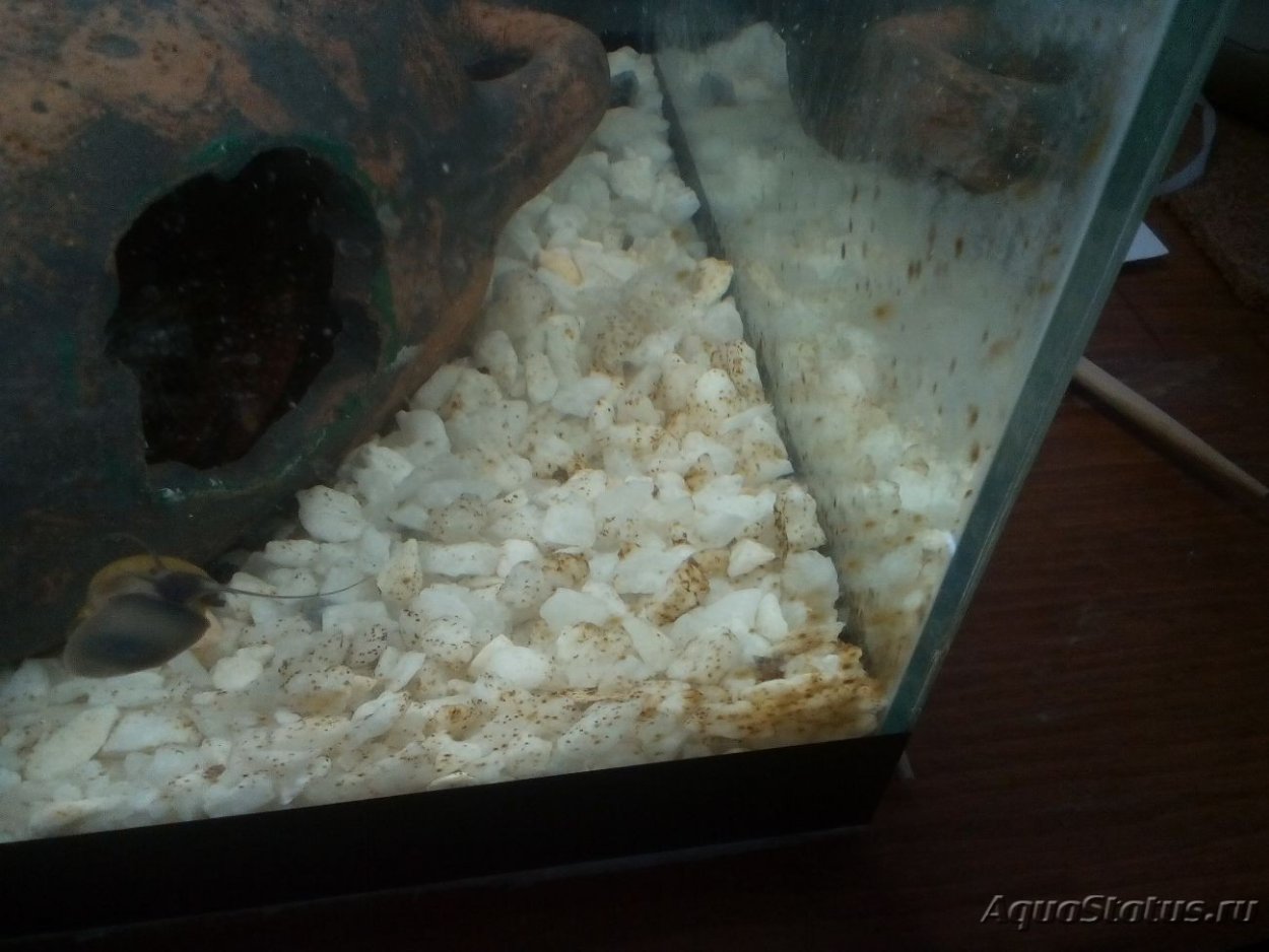 Диатомовые водоросли в аквариуме