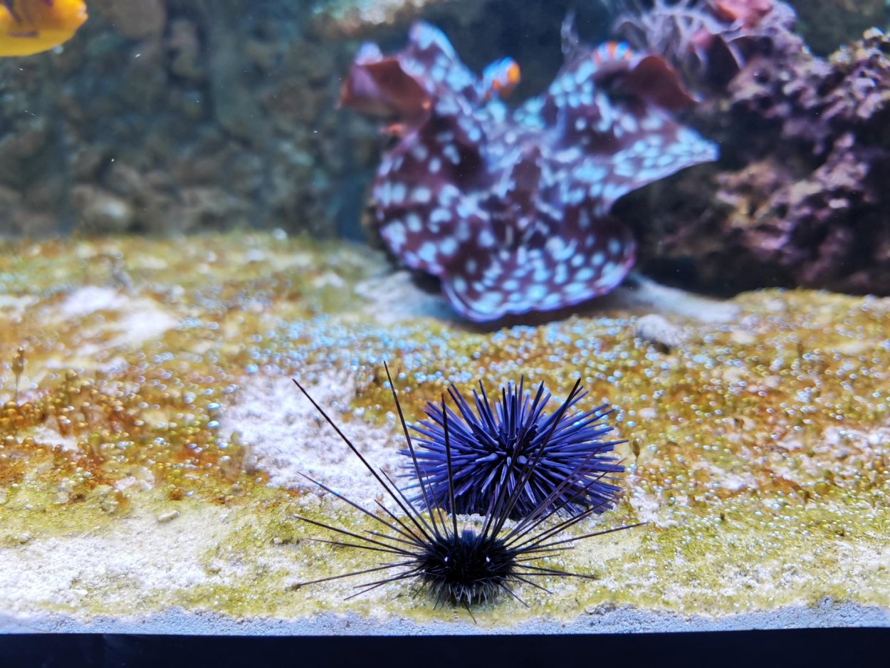 Гидроиды в морском аквариуме