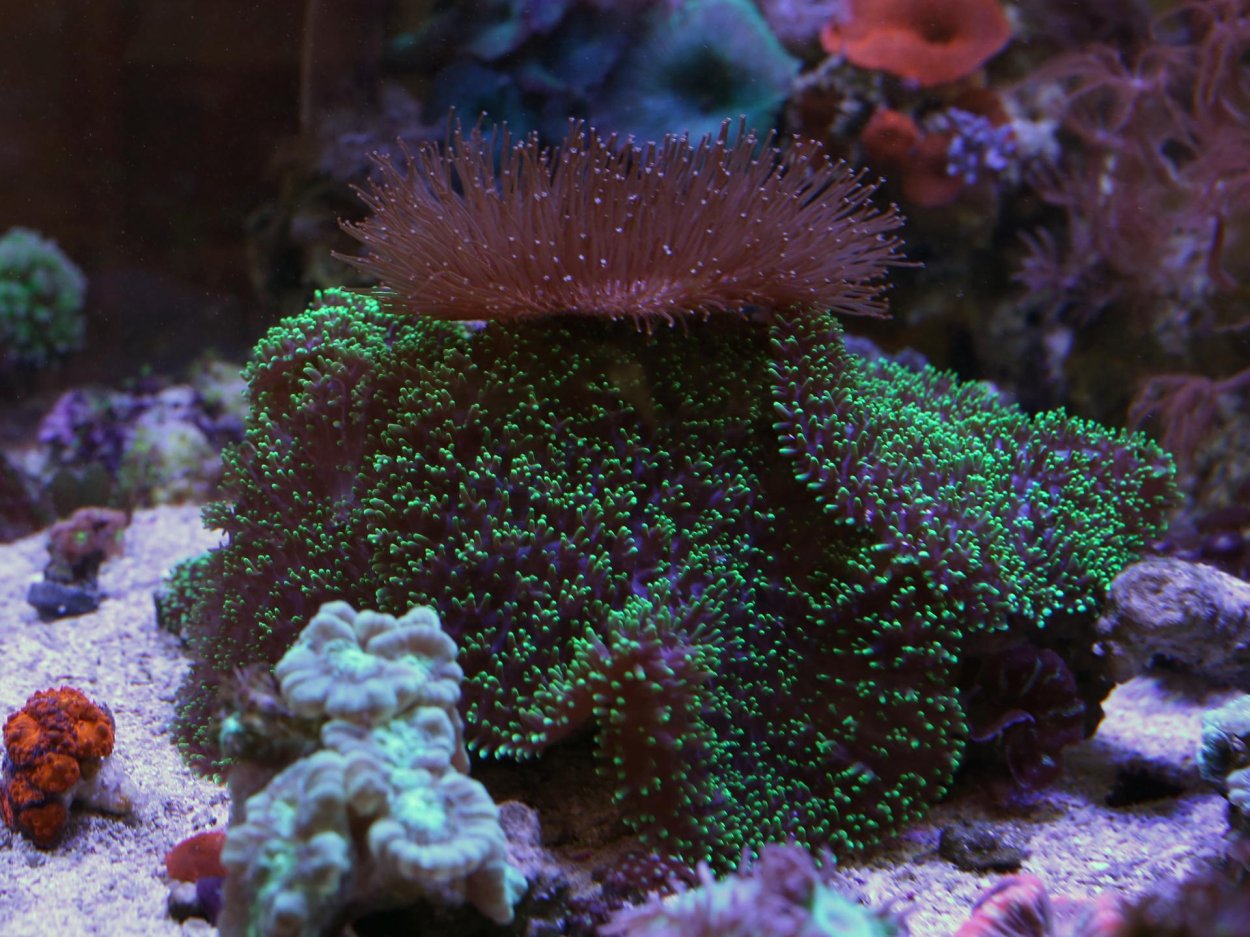 Родактис индонезийский