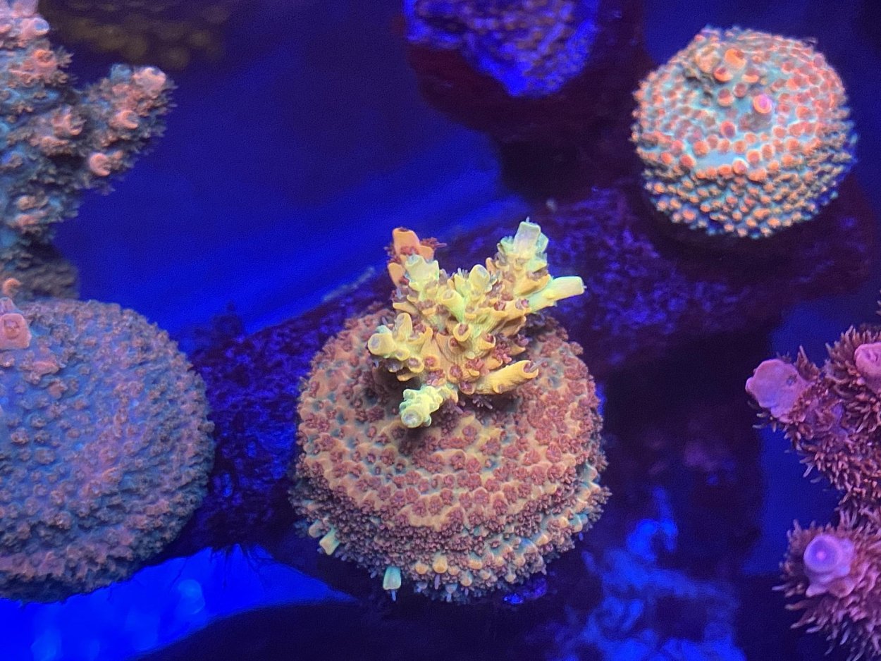 Pangaia Coral collection Sea grass