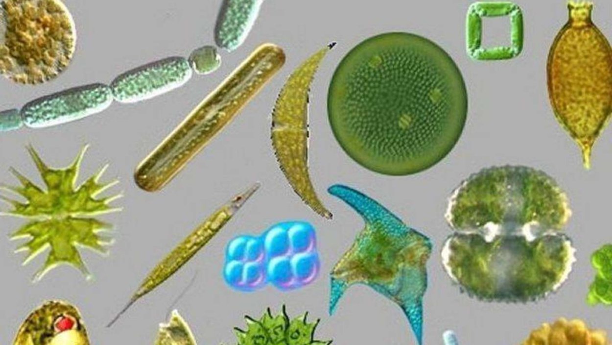 Атлас диатомовых водорослей