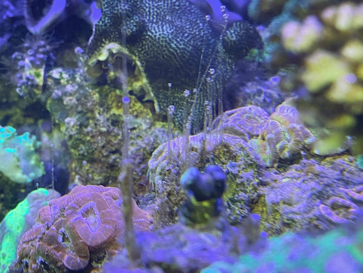 Морские водоросли динофлагелляты