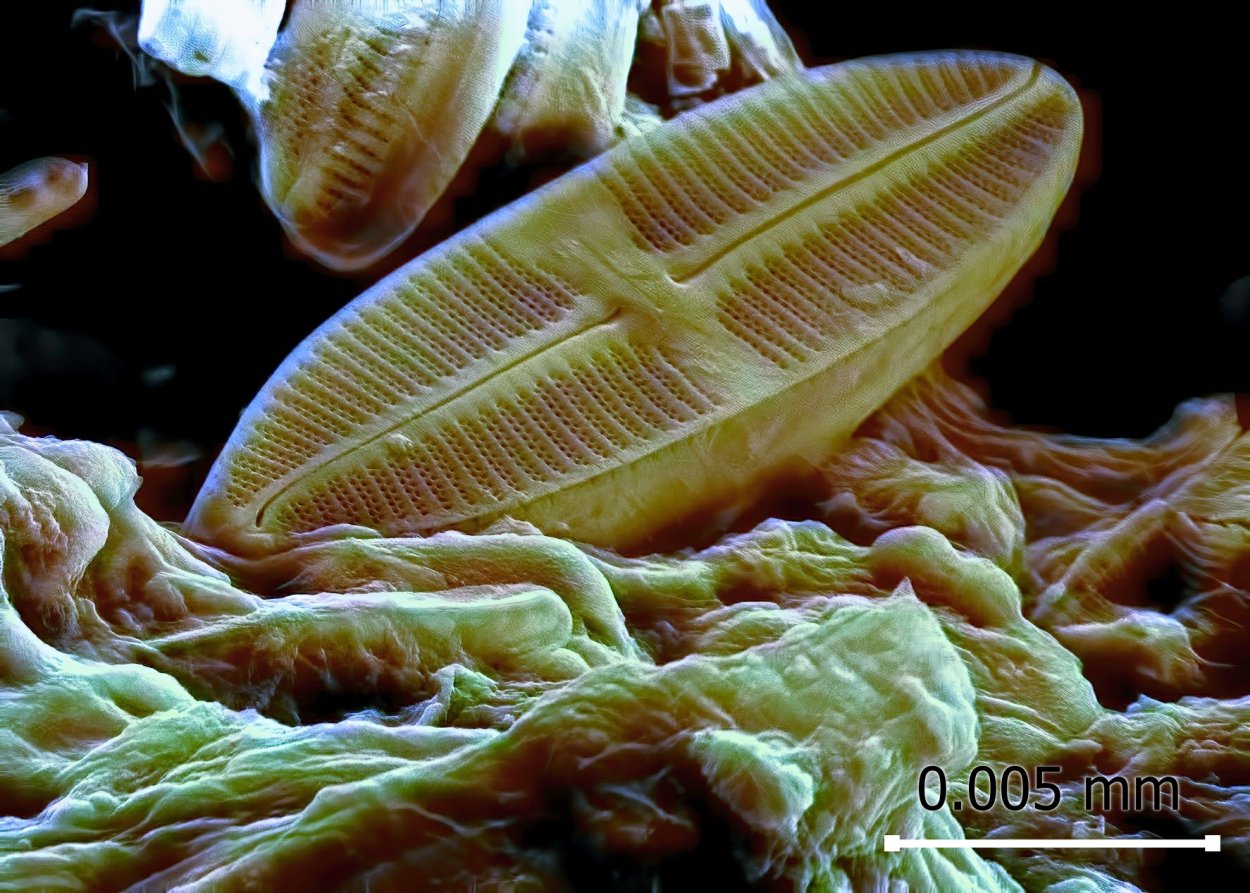 Диатомовые водоросли под микроскопом световым