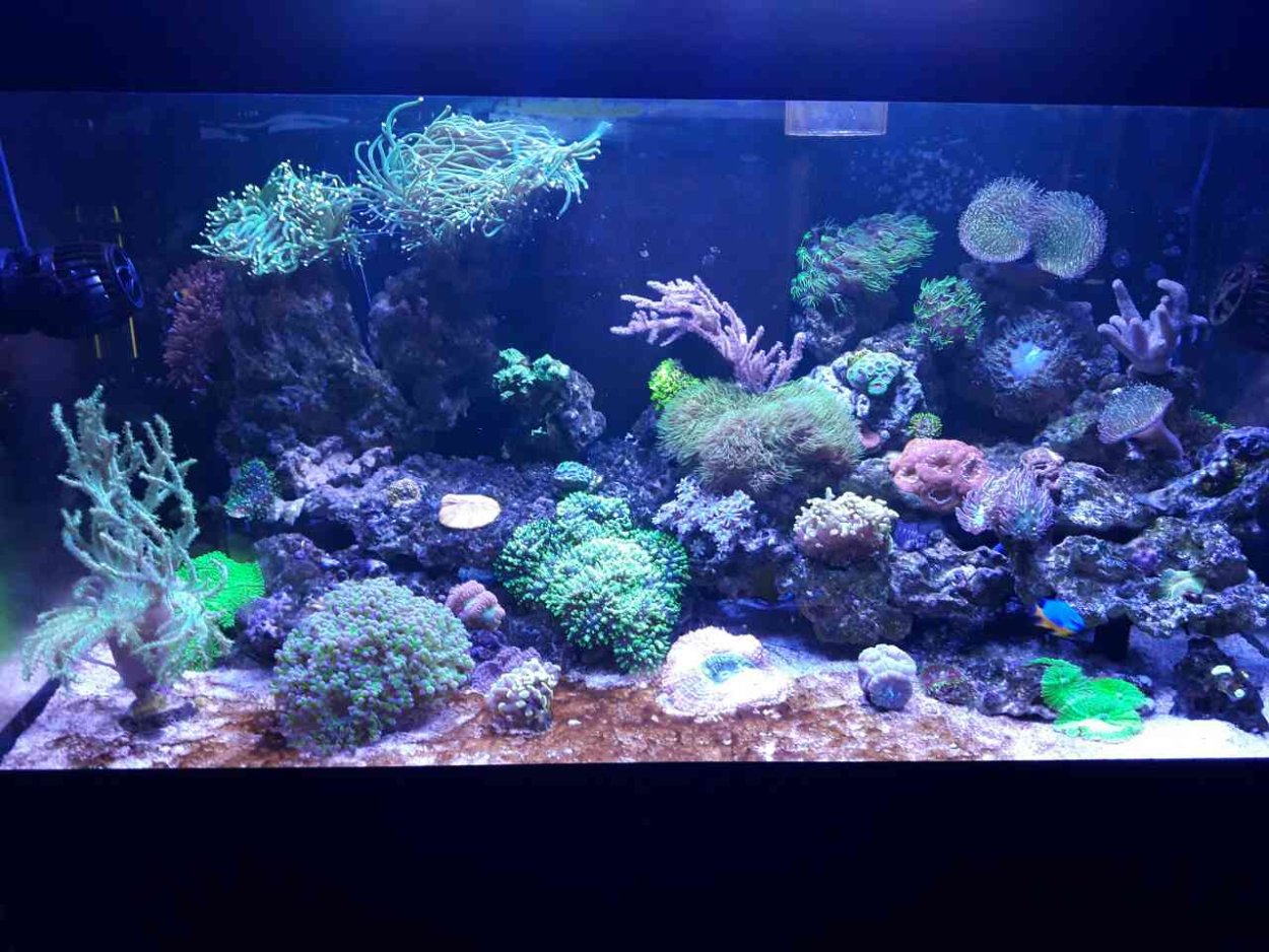 Фосфат в морском аквариуме
