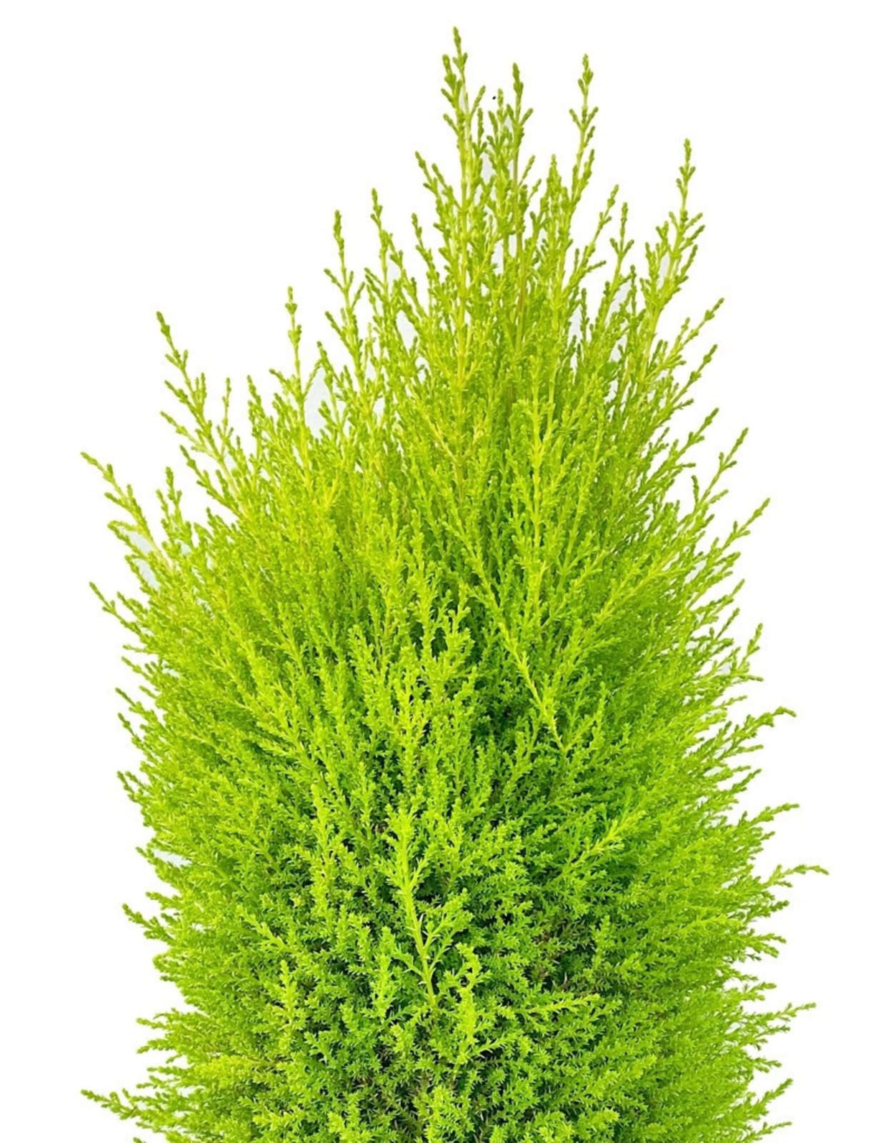 Кипарис Голдкрест Вилма