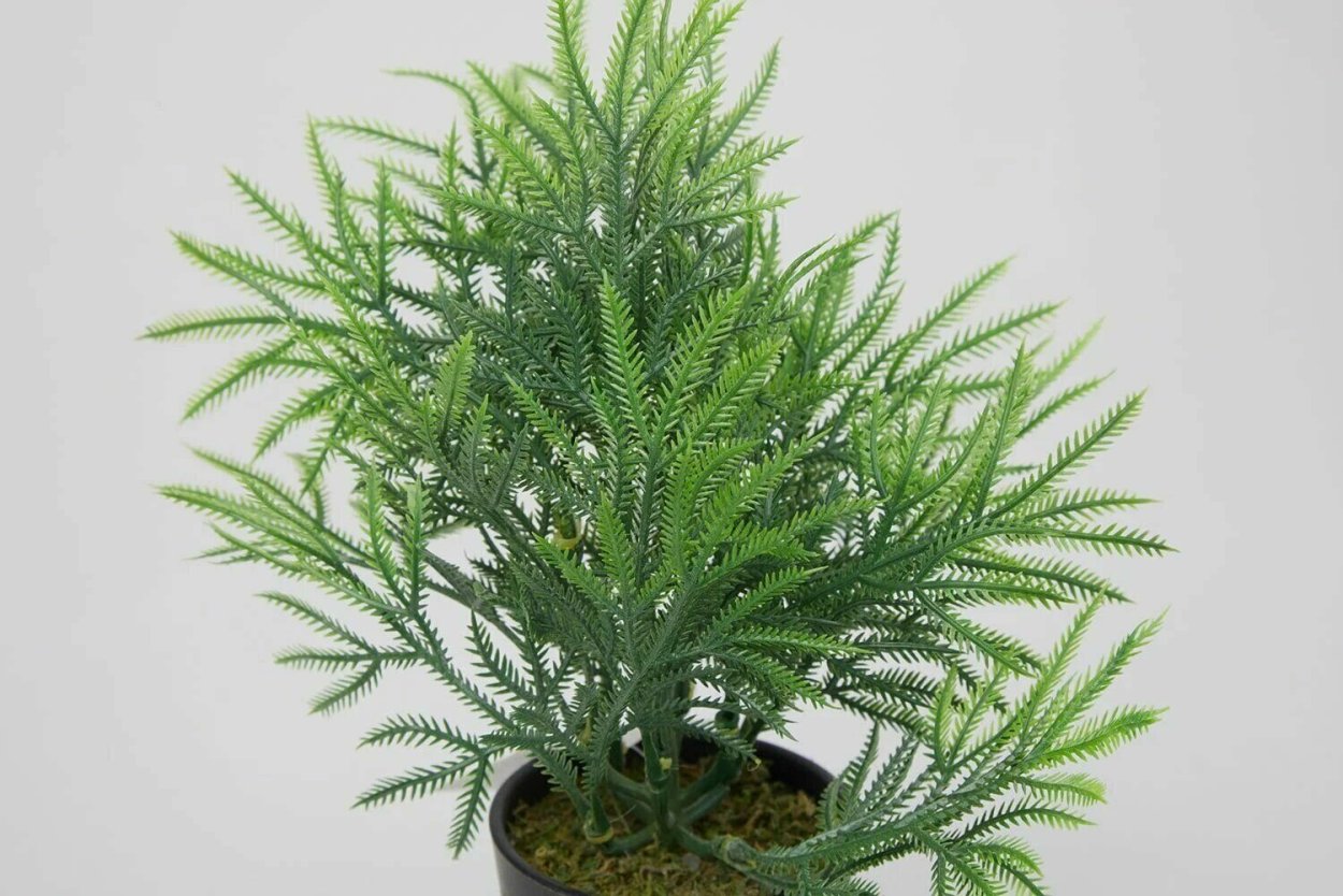 Кипарисовик Голдкрест Вилма