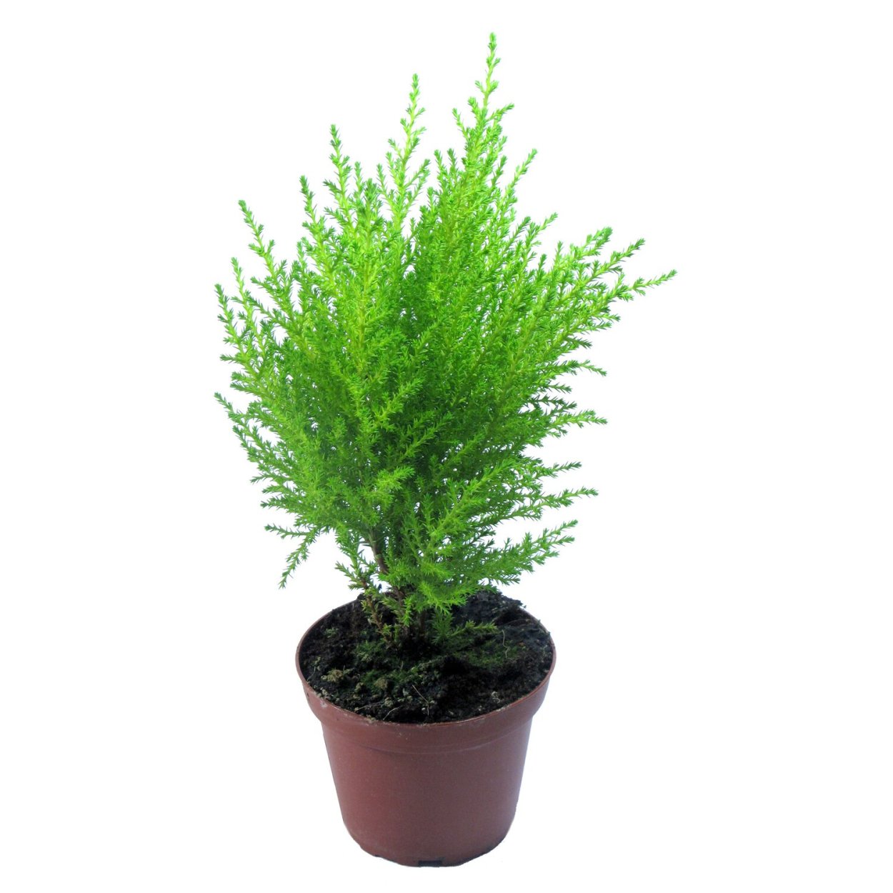 Купрессус Голдкрест Вилма d14