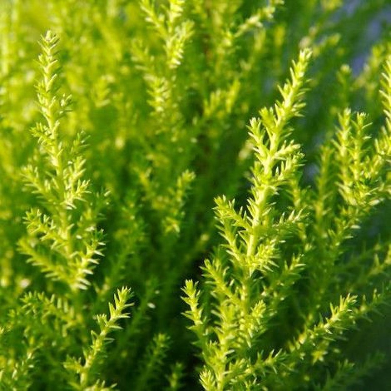 Лимонник хвойное растение