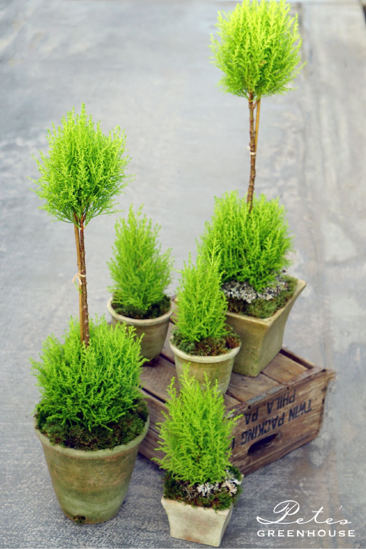 Cupressus macrocarpa Goldcrest Topiary