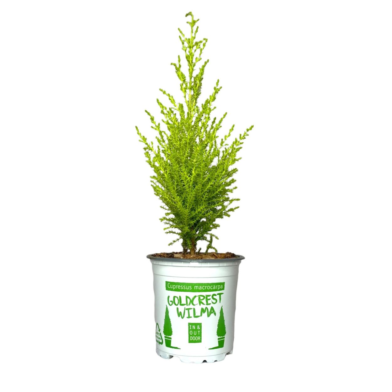 Купрессус Голдкрест Вилма d14