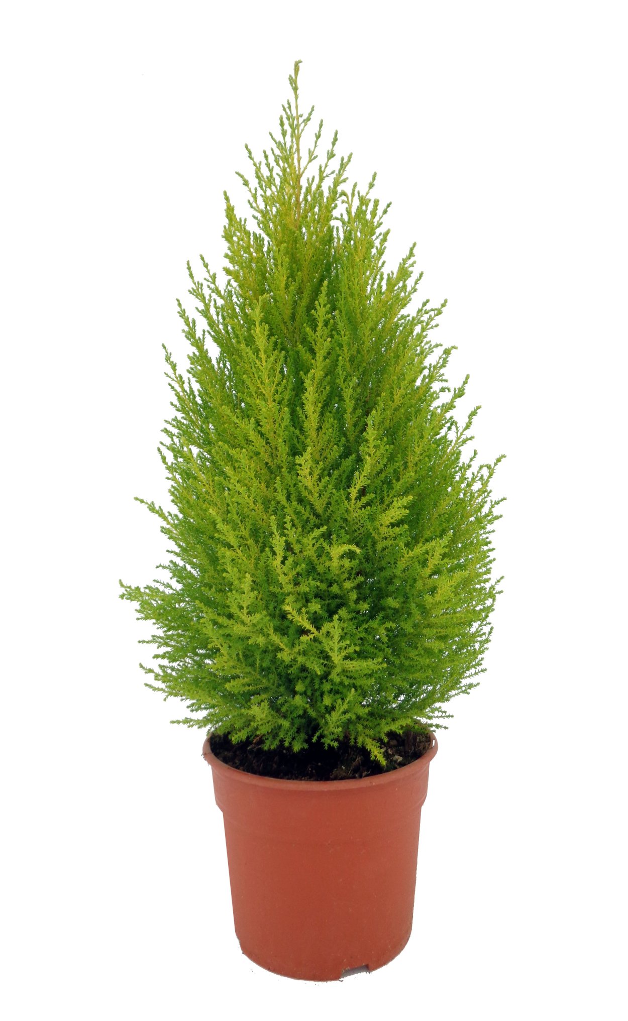 Купрессус Голд