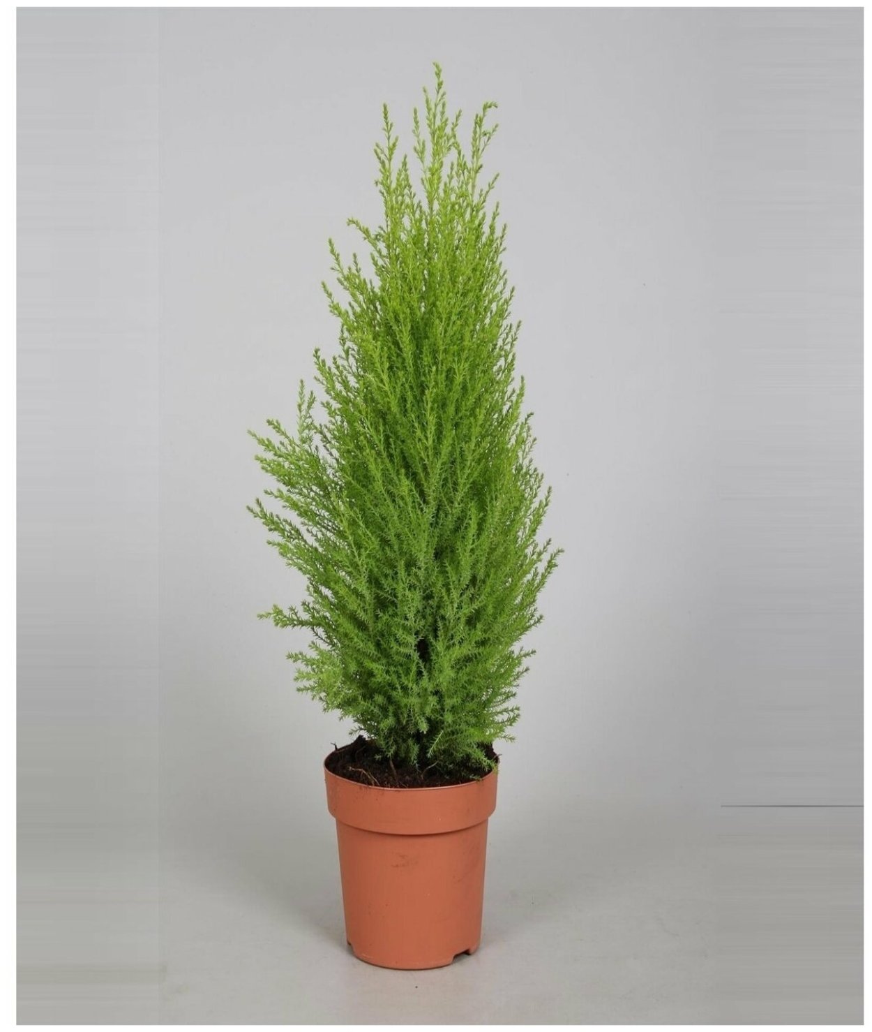 Кипарис Голдкрест