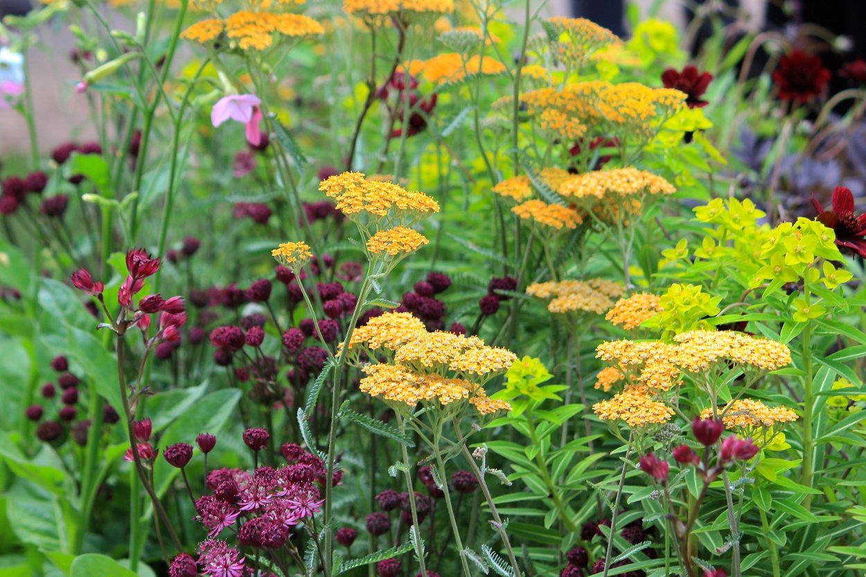 Achillea Diadem фото в ландшафтном дизайне