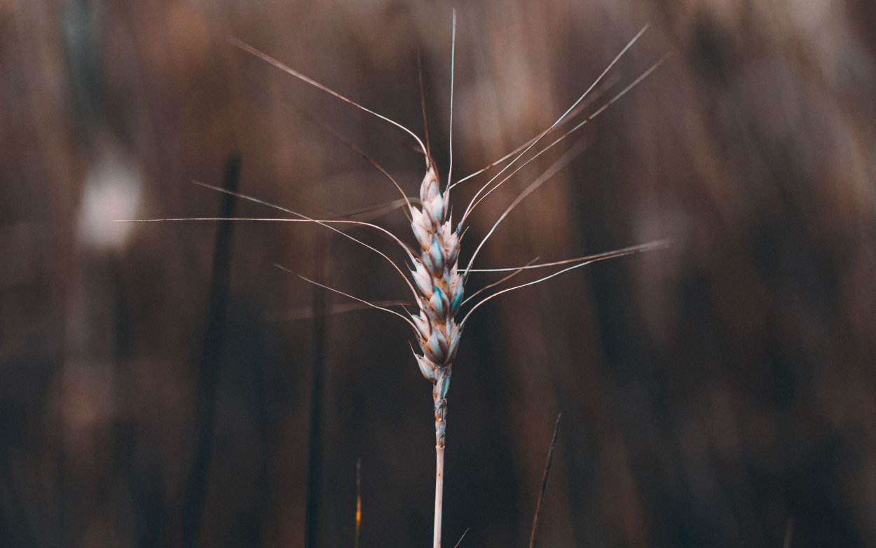 Травяные растения с маленькими колосками