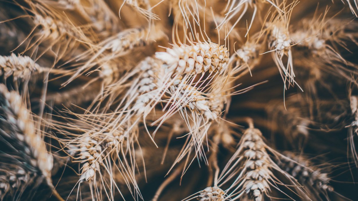 Колоски много