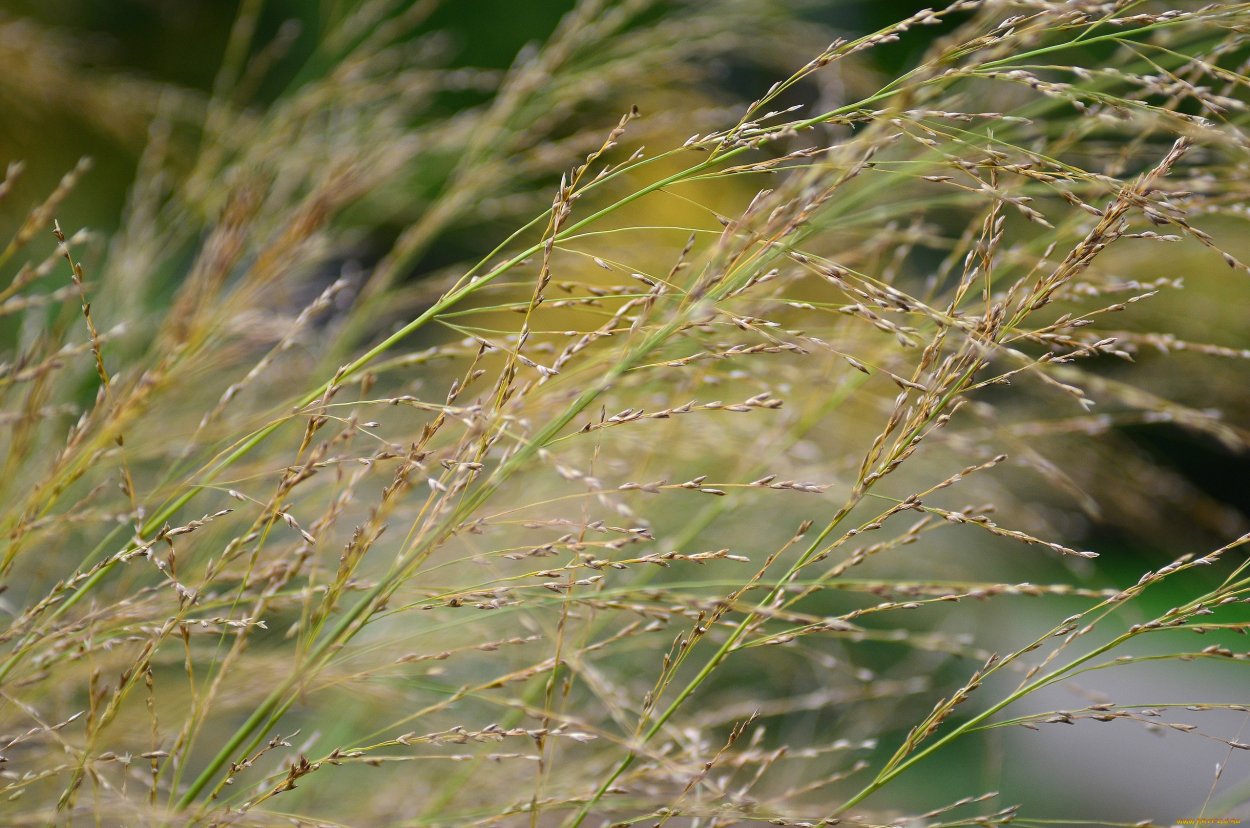 Полевая трава с колосками