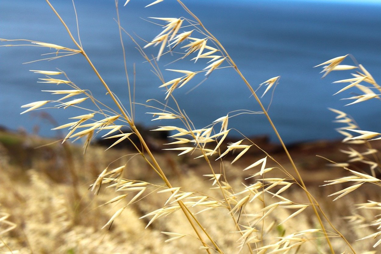 Природа - колосья диких злаков