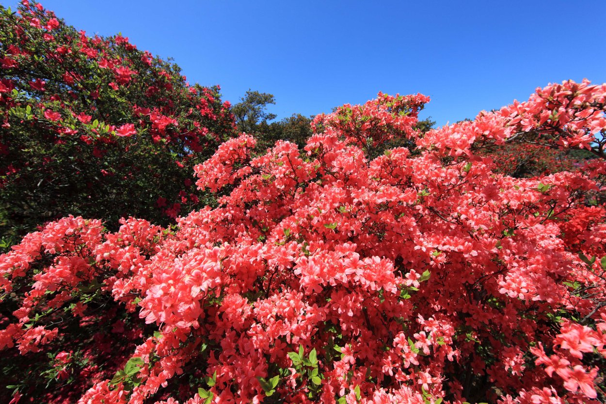 Азалия Садовая древовидная