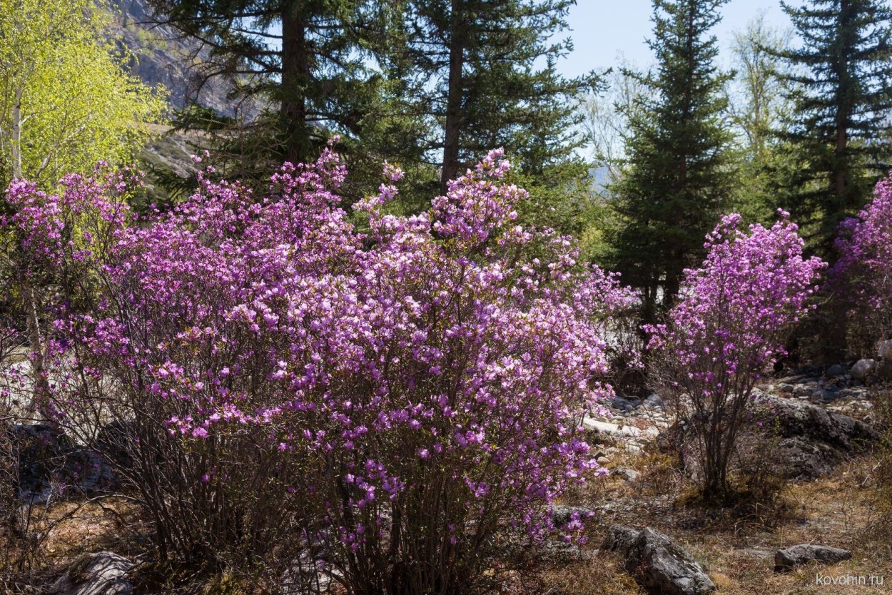 Алтайка Сибирская кустарник