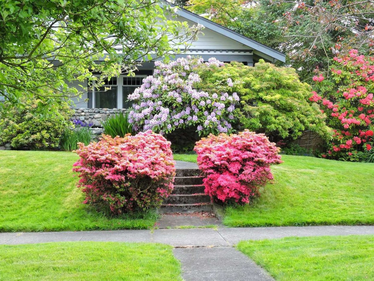 Рододендрон спирея