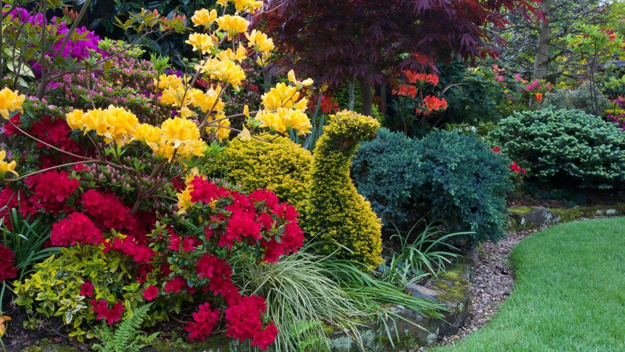 Клумба с рододендроном