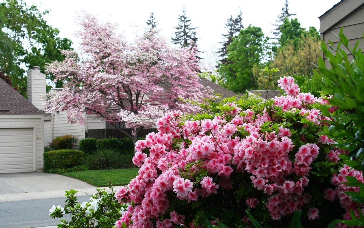 Гортензия вейгела