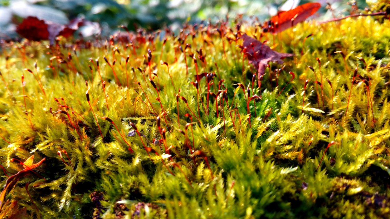 Гипнум кипарисовый мох