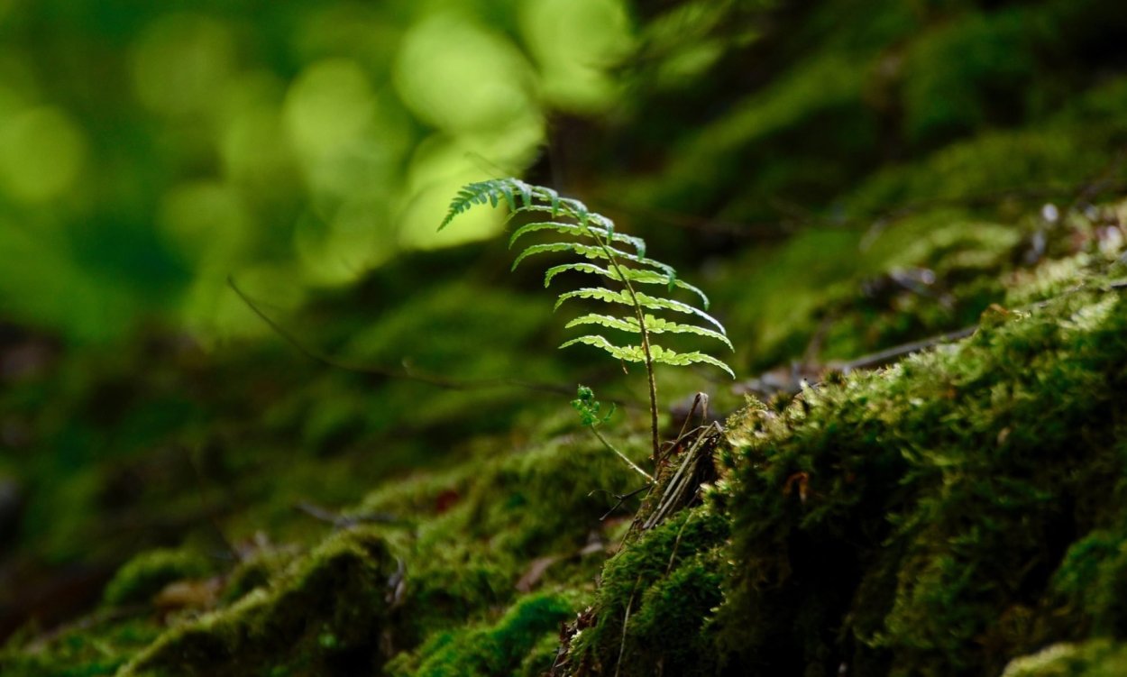 Папоротниковый мох