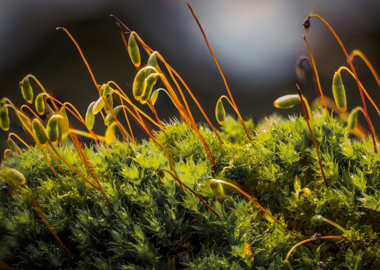 Мхи Bryophyta