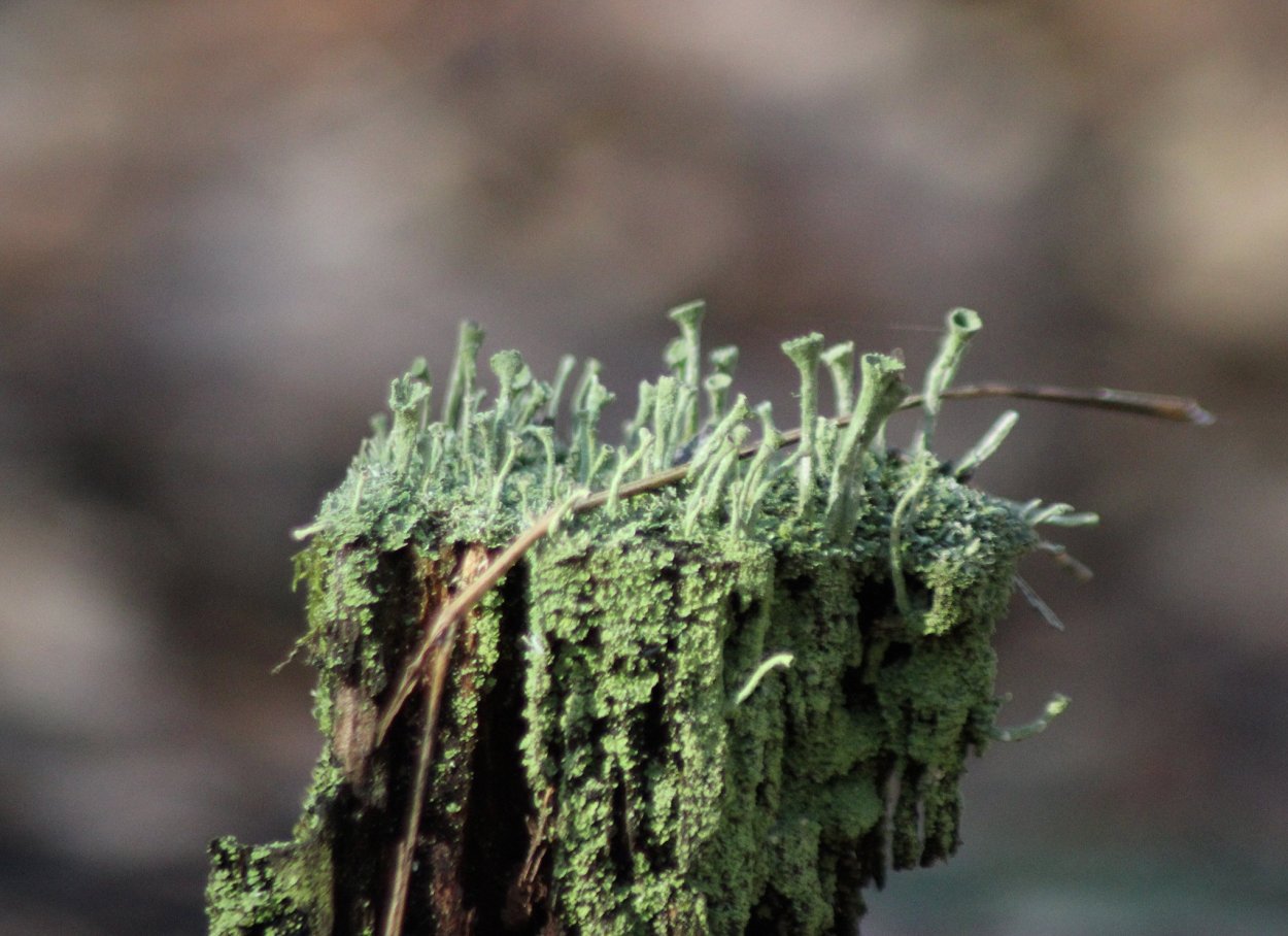 Кладония Вулканная