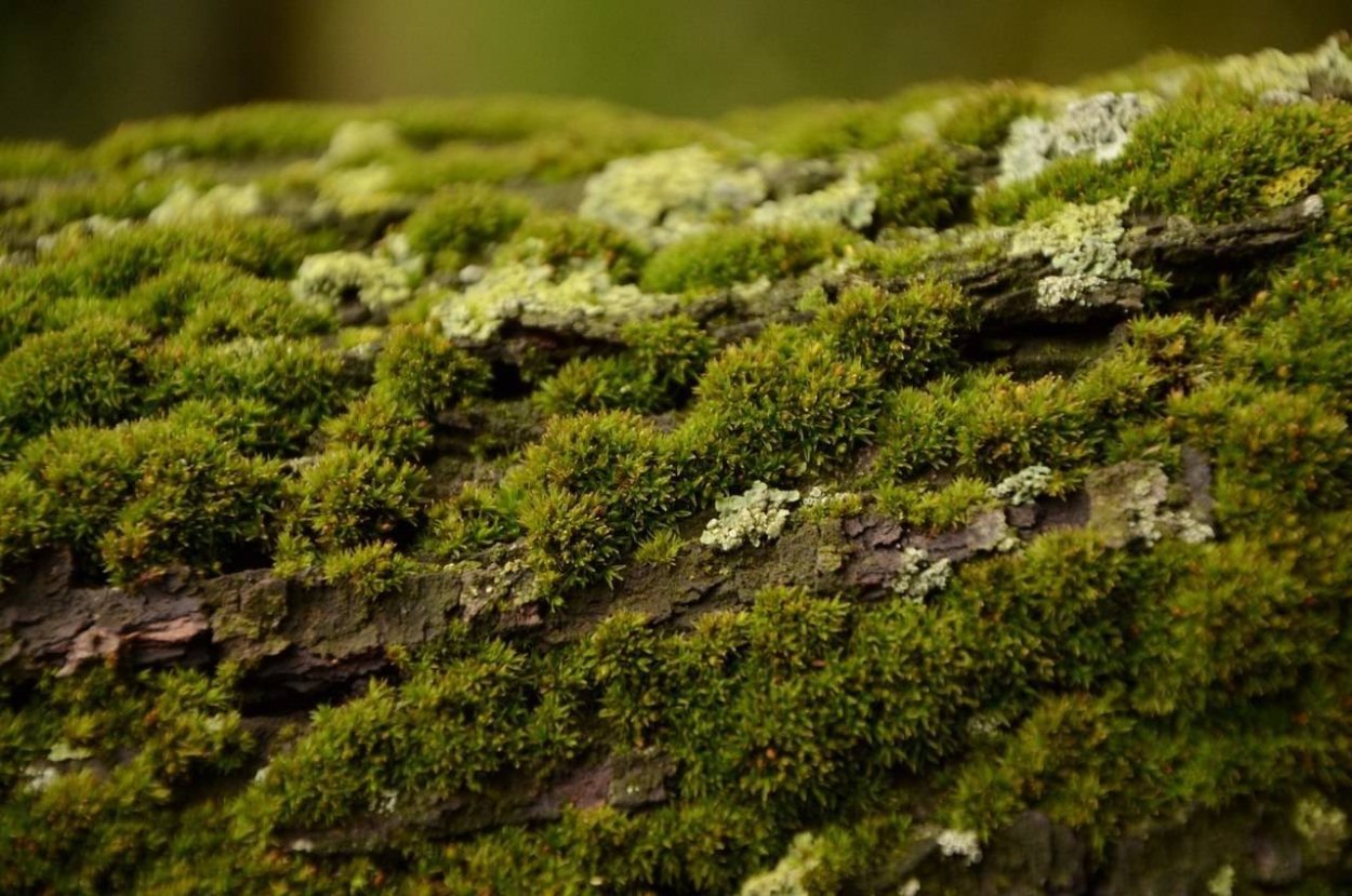 Зевыкинский мох