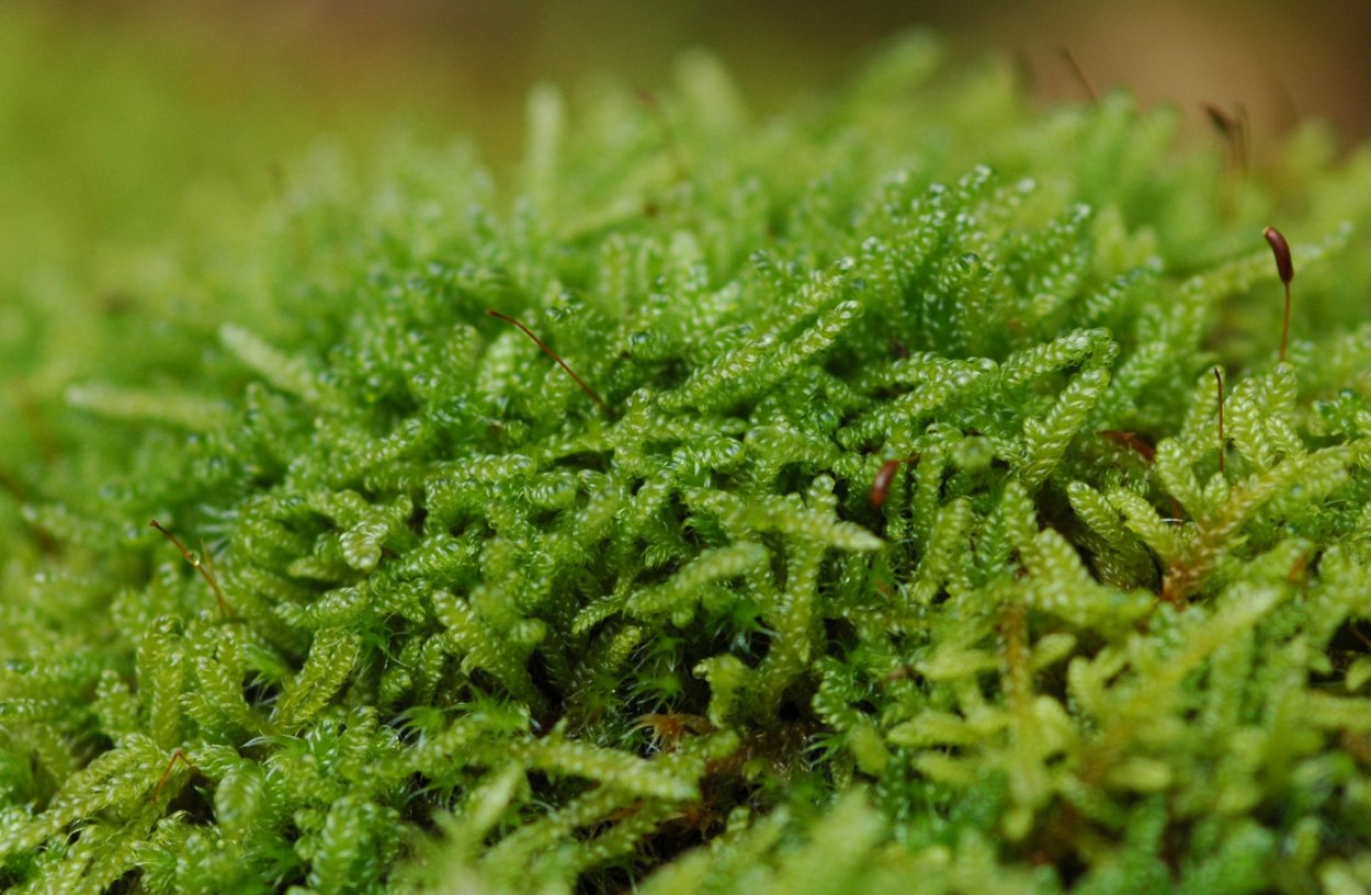 Гипнум кипарисовый мох