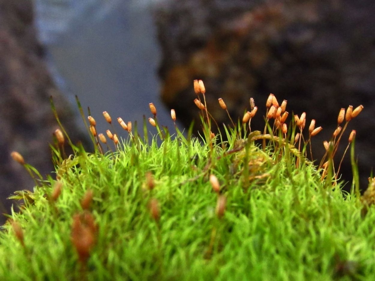 Мох спляхна