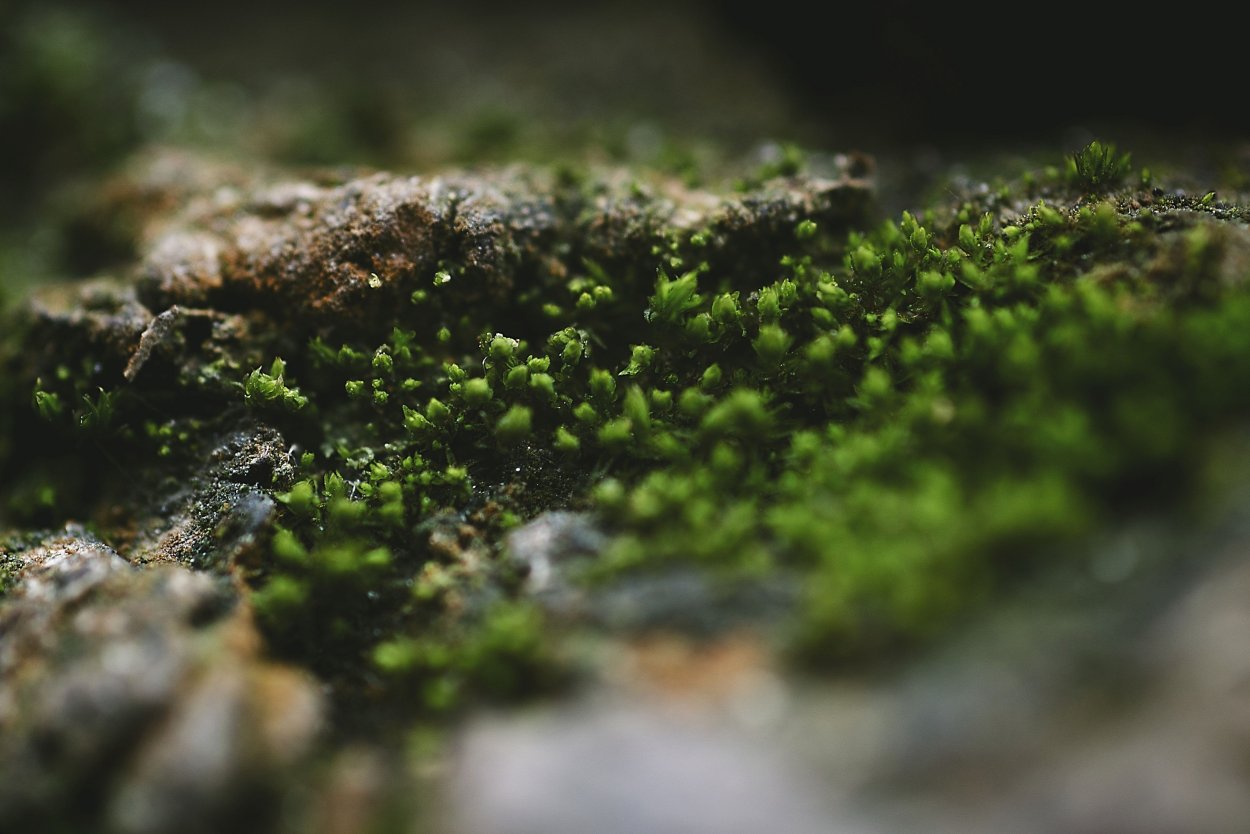 Мох крупным планом