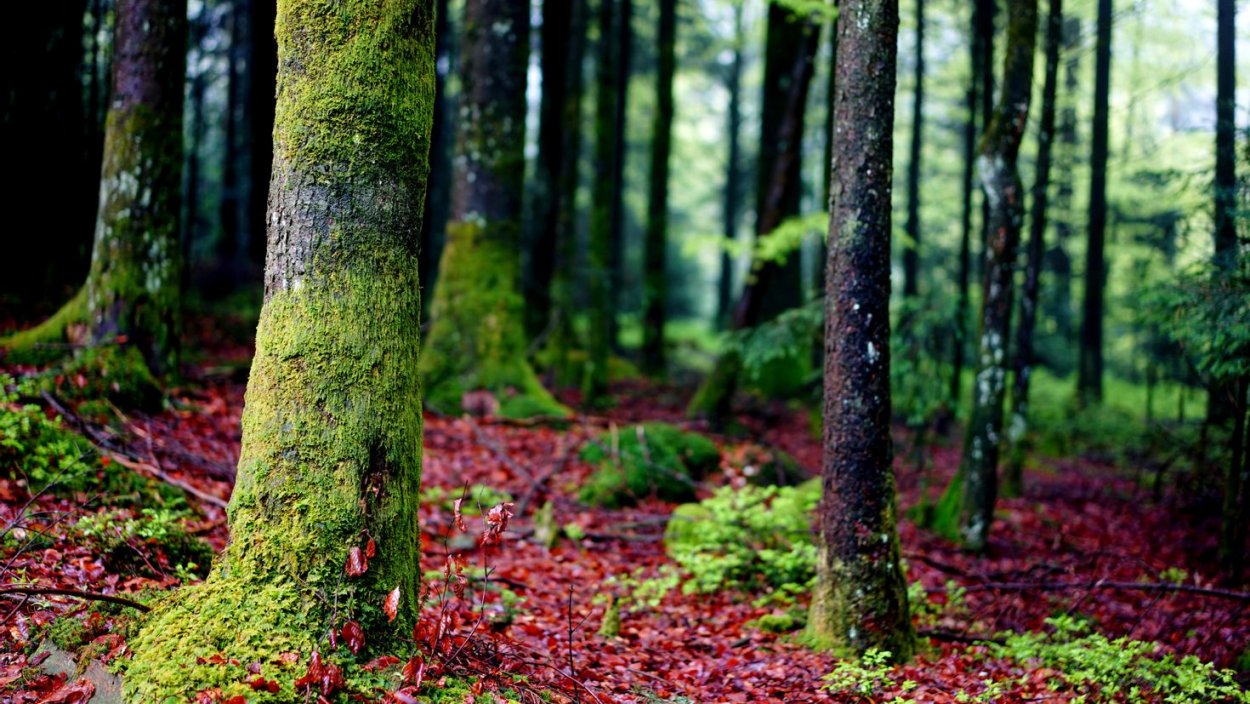 Мох в природе