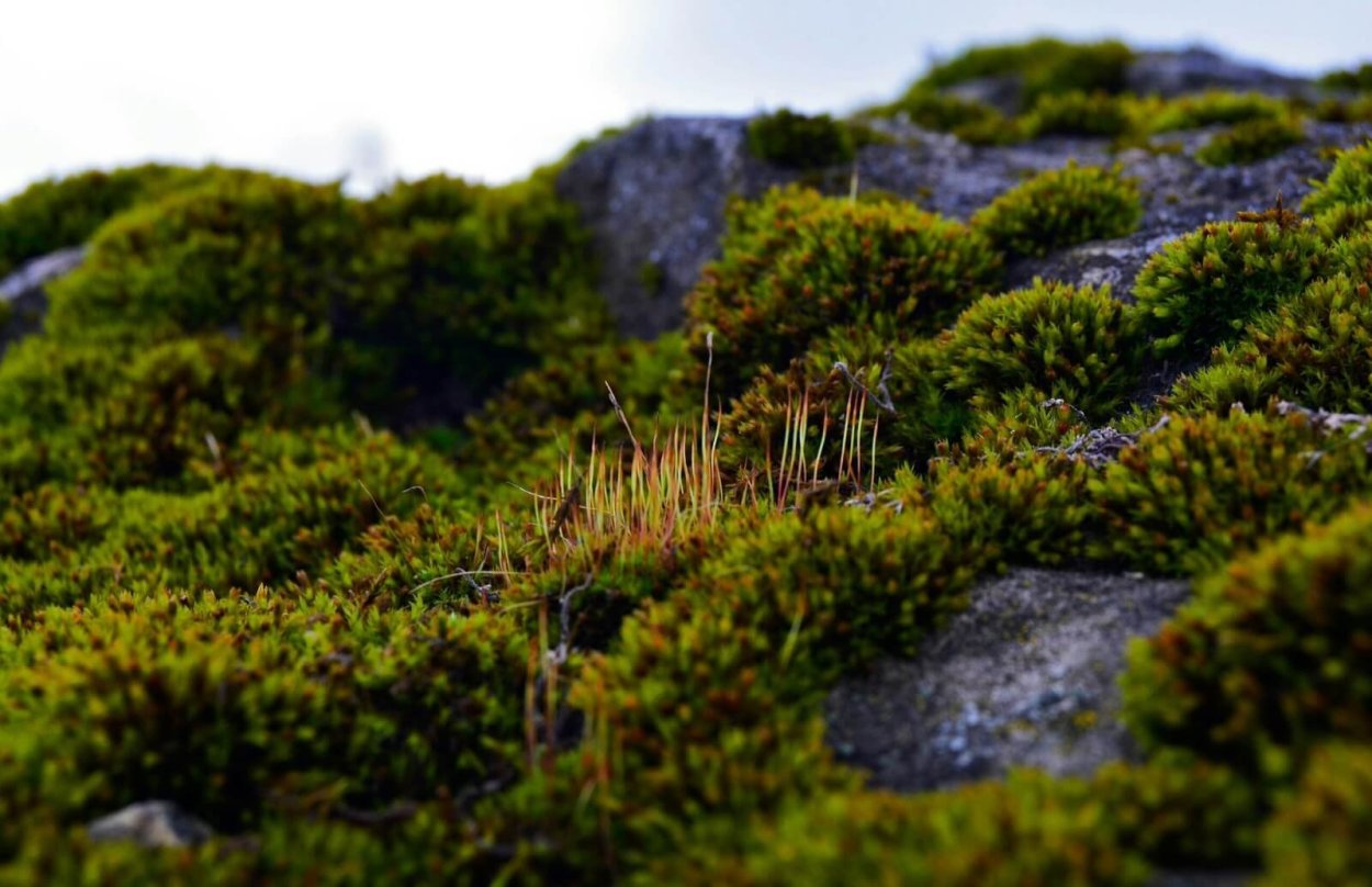 Мохообразные Андреевые