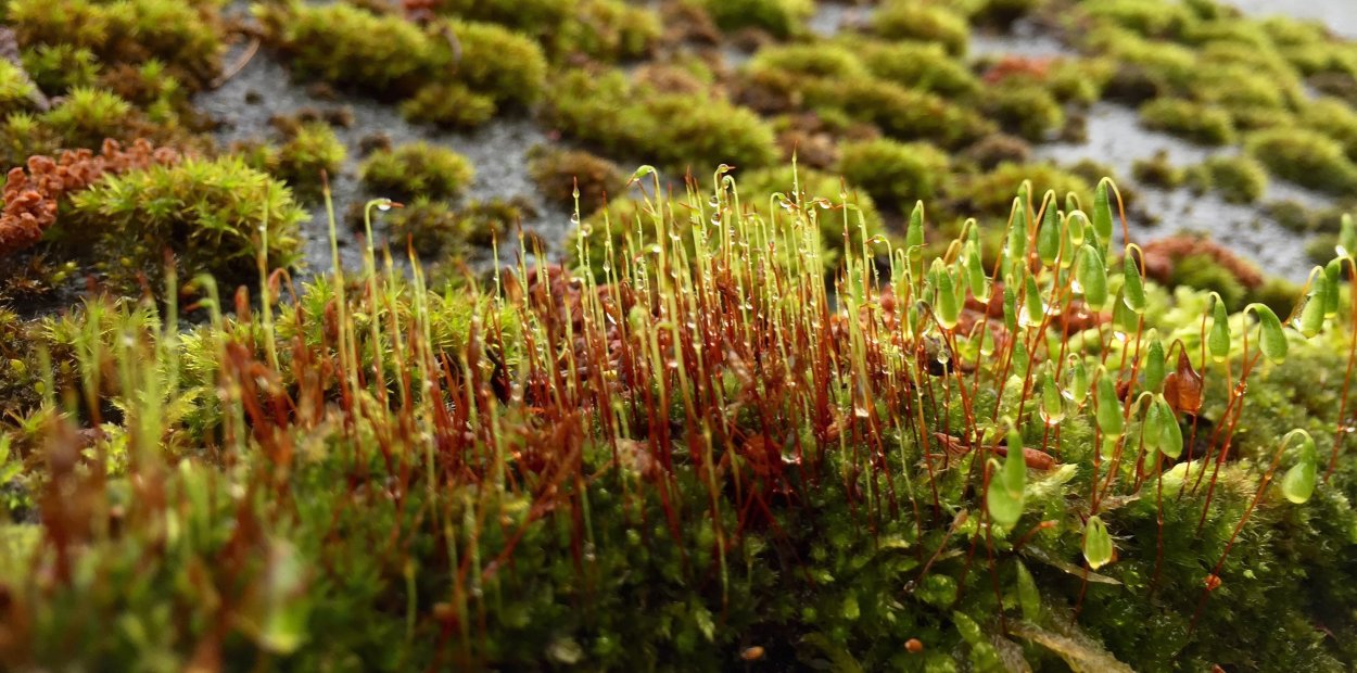 Моховидные растения листостебельные