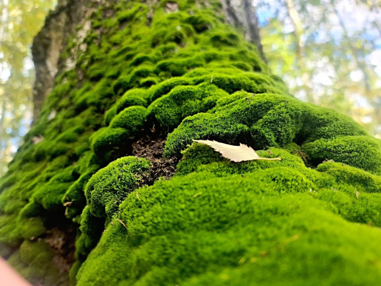 Мох обыкновенный Лесной