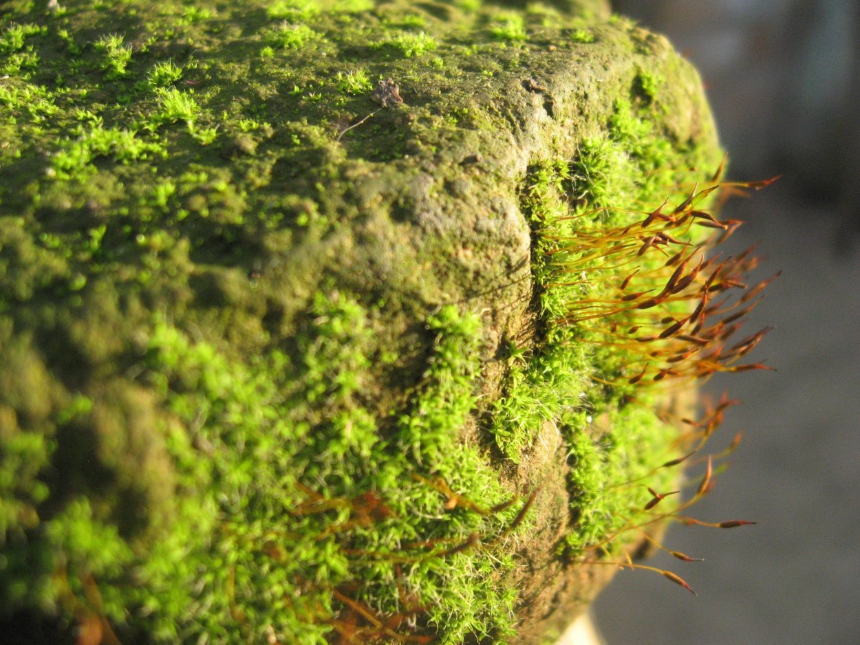 Тамариндский мох