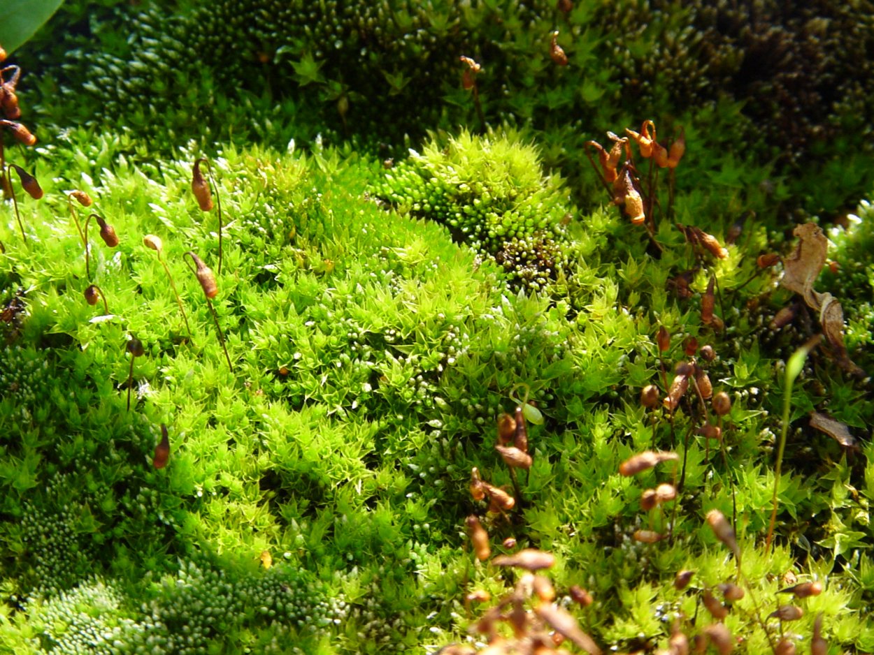 Мох мох Улота курчавая