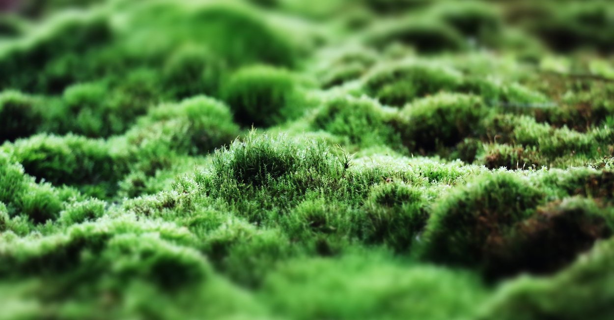 Мох Оксимирон