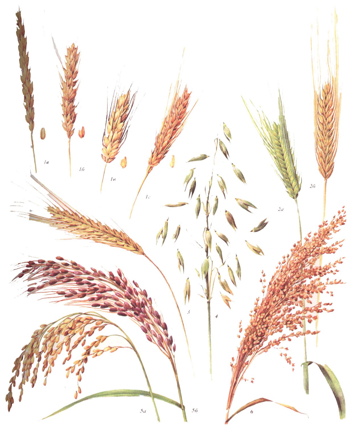 Пшеница рожь ячмень овес