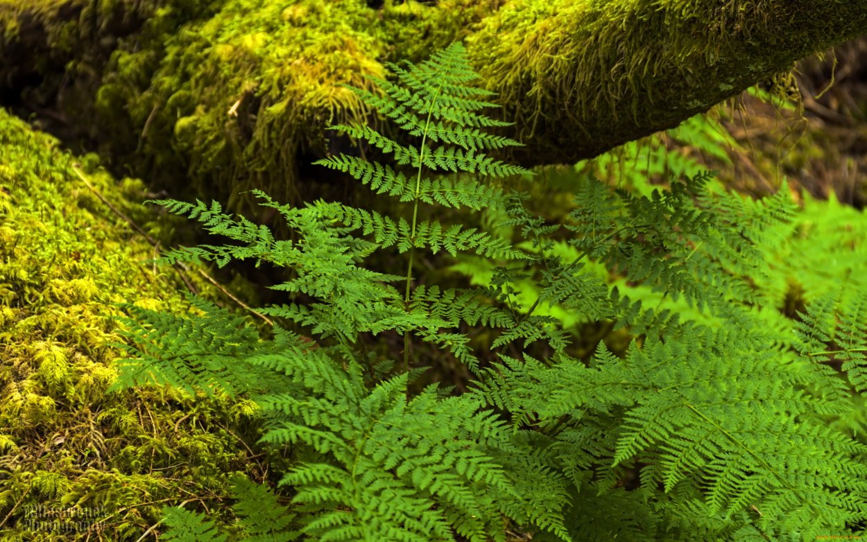 Папоротник Дальневосточный