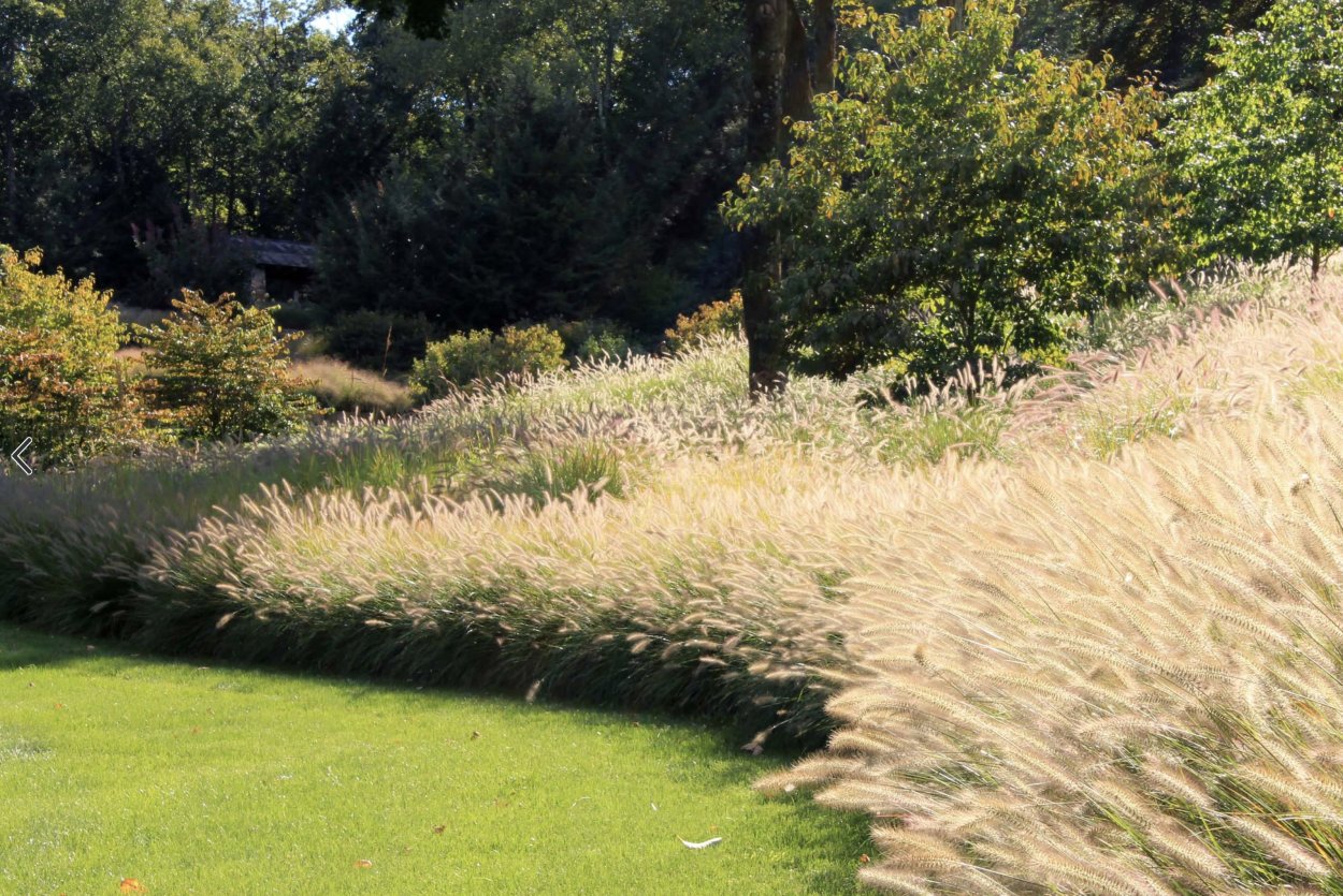 Злаки на склоне