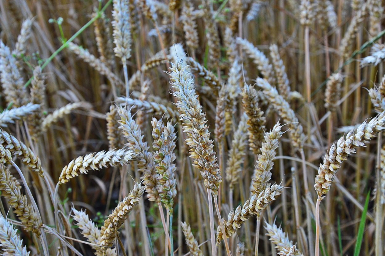 Зерновые и злаковые