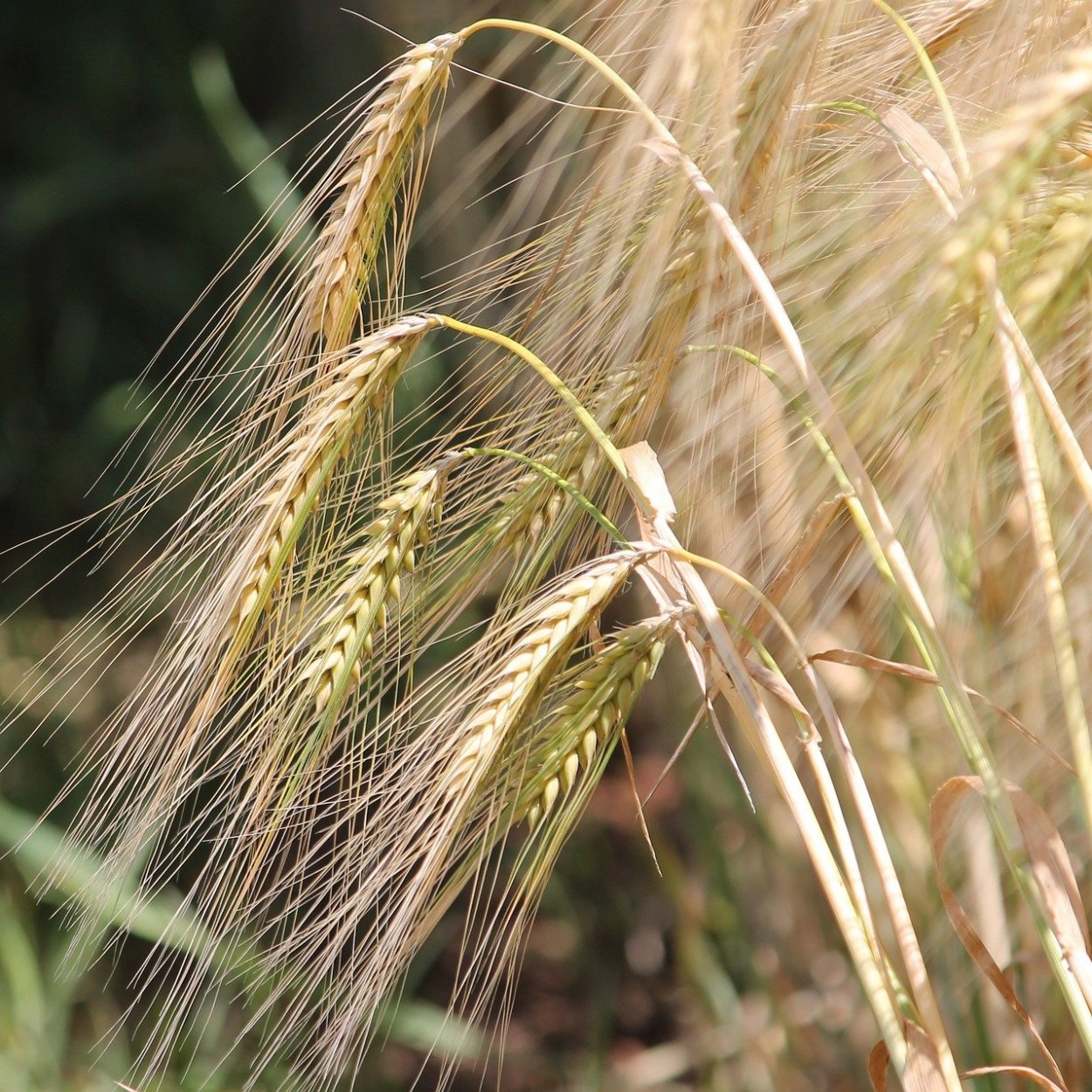 Яровой ячмень Ратник